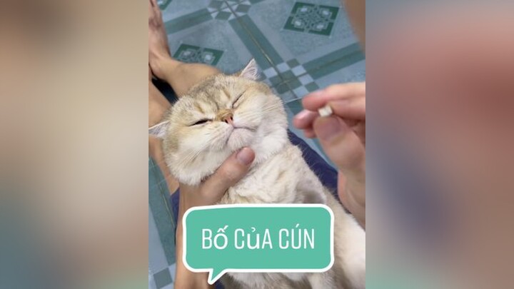 Chuyện gì cũng tới tay tui 😒 mèo cat