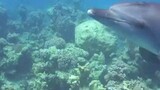 Dolphins Use Pufferfish To get High
