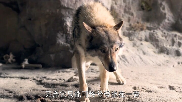 A boy accidentally saved a wild wolf, only to have the wolf protect him for life!
