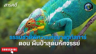 ธรรมชาติพิศวงแห่งมาดากัสการ์ ตอน ผืนป่าสุดมหัศจรรย์ WILD WONDERS OF MADAGASCAR  สารคดีพากย์ไทย