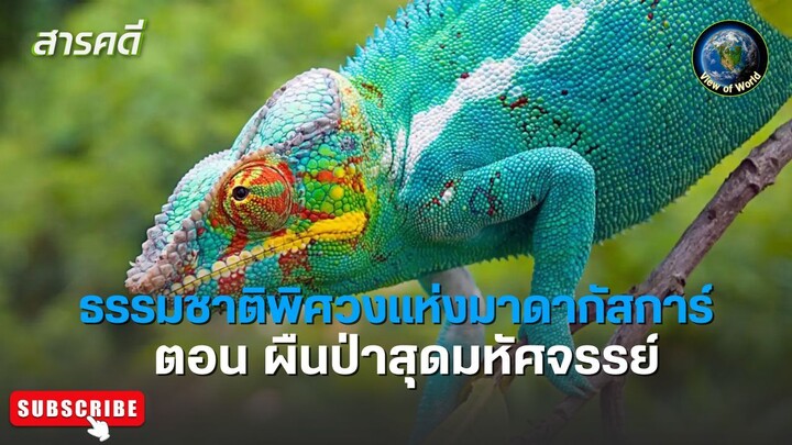ธรรมชาติพิศวงแห่งมาดากัสการ์ ตอน ผืนป่าสุดมหัศจรรย์ WILD WONDERS OF MADAGASCAR  สารคดีพากย์ไทย