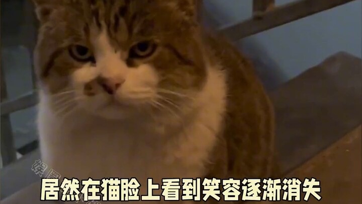 Who says animals can’t understand humans? A kitty gets wrongly accused by its little owner of steali