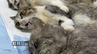 113 kittens handed in their eggs. They were all rescued from the cat cart and started their happy li