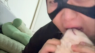 ทำไมถึงมีแมวน้อยตัวหนึ่งอยู่ที่นี่?