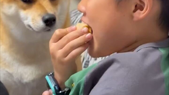 Master Qingtang, break off a piece for the little dog to try!