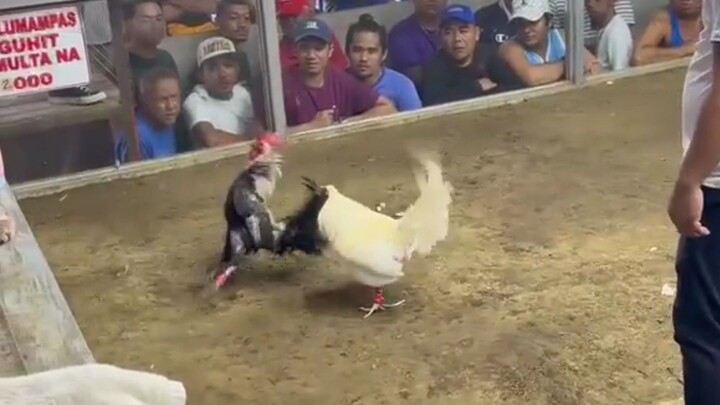 Win mga boss White kelso, Wlang sinayang na Palo😱