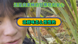 我就说这甜味怎么跟平时的不一样……