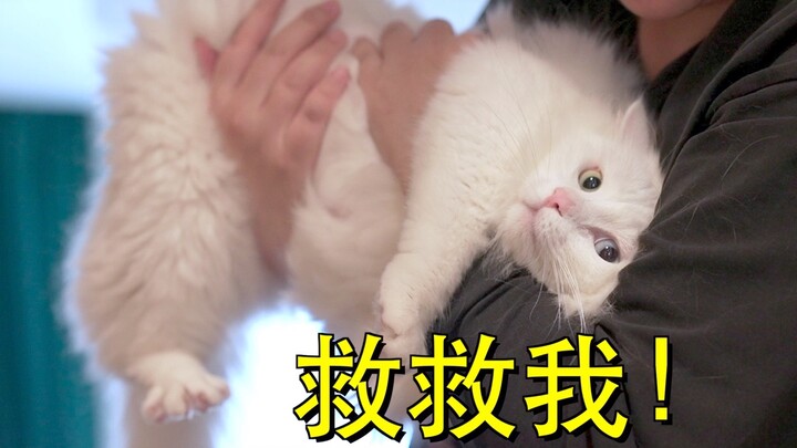 Challenge to spend 24 hours without using mobile phone and only spend time with cats. Cats: Humans w