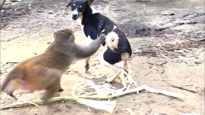 Monkey Having So Much Fun with a Street Dog.
