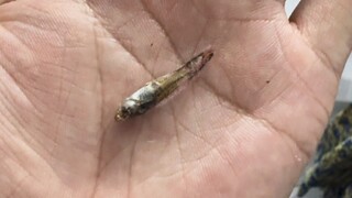 ปลาของฉันกลายเป็นปลาแห้ง แถมยังพาฝูงปลาไปด้วย