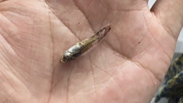 Ikan saya jadi ikan kering, bahkan membawa pergi sekumpulan ikan juga.