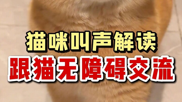 افهم بسرعة معاني 10 أصوات شائعة للقطط