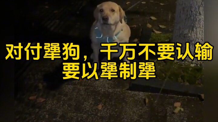 When dealing with a stubborn dog, never give in—meet stubbornness with stubbornness.