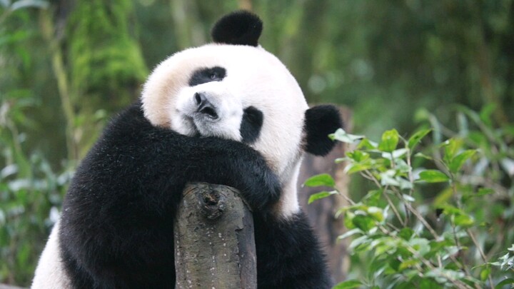 [Panda Mei Lan & Rou Rou] Taking a Rest