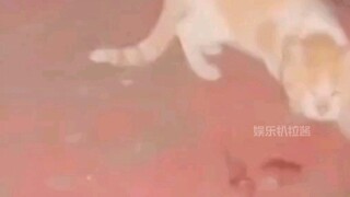 Cái dáng vẻ tranh giành thức ăn một cách vô thức này có giống ai đó xung quanh bạn không?