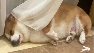 Saya membeli seekor anjing saat obral untuk menghemat uang, tetapi...