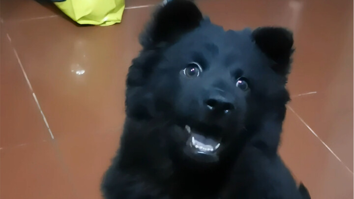 Remember how your dog looked the first time it came to your home?