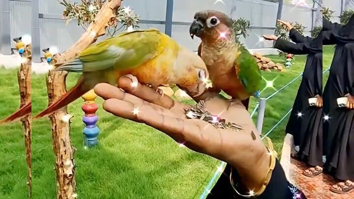 Birds park Tamil #park #birds #garden #love #feel