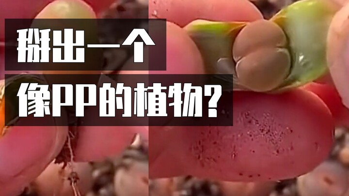这个掰开长得像屁股的植物是什么？