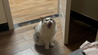 当你不让家猫上床
