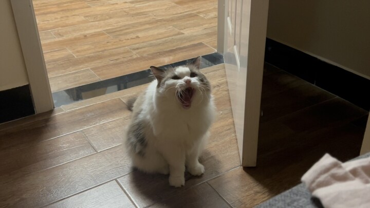 当你不让家猫上床