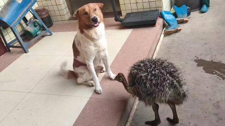 The big笨bird is hungry and wants to take a bite of everything it sees; the well-behaved dog brings i