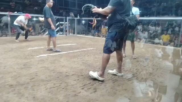 3stag derby victoria col.3rd fyt win 🏆