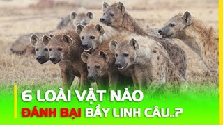 6 Loài Động Vật Nào Có Thể Đánh Bại 1 Bầy Linh Cẩu? | HKP