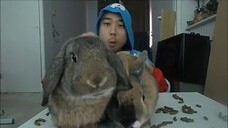 Asmr: Breakfast With My Bunny Squad (Eating Sounds, Crunchy)