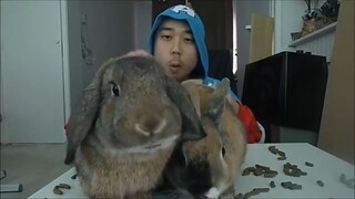 Asmr: Breakfast With My Bunny Squad (Eating Sounds, Crunchy)
