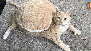 Funny Cats 😹 - อย่าพยายามหยุดหัวเราะ 🤣 เหมียว