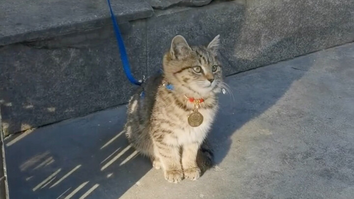 He’s the little boss in front of the fruit shop.