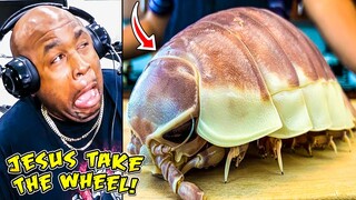 GRAPHIC: LIVE GIANT Isopod Fried Rice