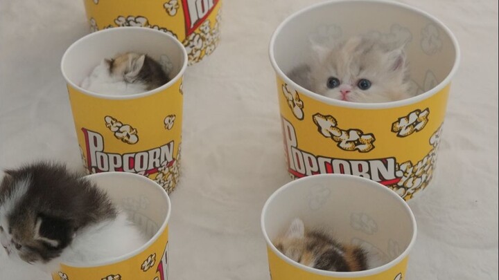 How to quickly weigh seven nursing kittens?