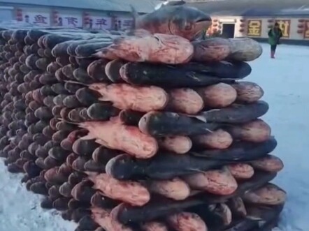 Is this fish still safe to eat?