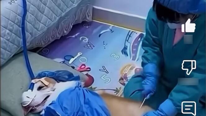 Foreign netizens commented on "Chinese girl cosplays as a cesarean section doctor to deliver a dog"