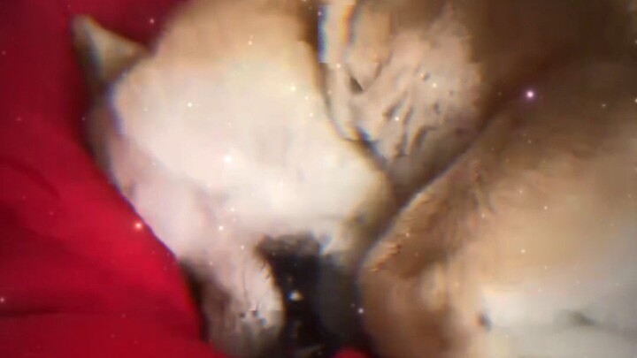 Please find the other dog in the video