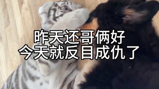 新玩具？归我啦