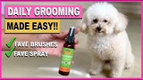 TOY POODLE GROOMING: Our Daily Brushing Routine| The Poodle Mom