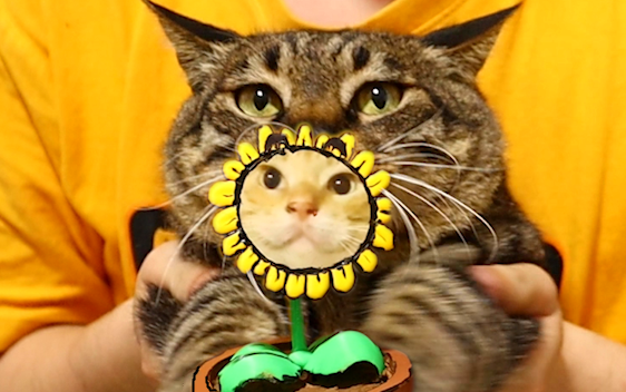 Đây là thú cưng mới của mình, chú hướng dương già nua, béo ú dễ thương quá~~~