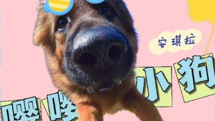 Kondisi anjing setelah pulang kampung saat Tahun Baru Imlek!