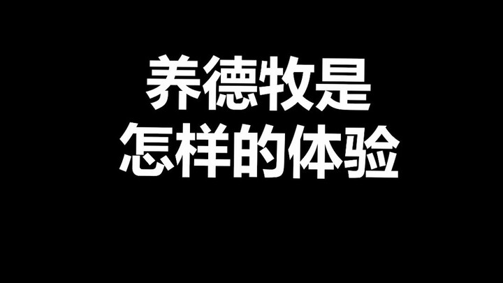 Kiến thức thú vị về thú cưng: Chó chăn cừu Đức xuất sắc ở sự hoàn mỹ, cũng vì quá hoàn mỹ mà bị cấm 