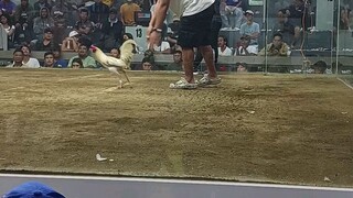 San Roque Anniversary/Vincent VIOLOGO Championship at KMAC Nov 4 2025