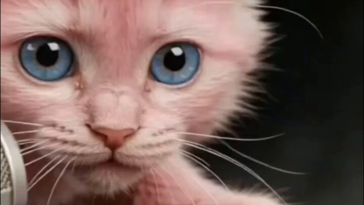 cute little cat ASMR😍😍