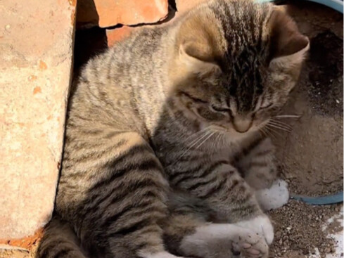 แมวไล่ฮวาชอบเล่นดิน