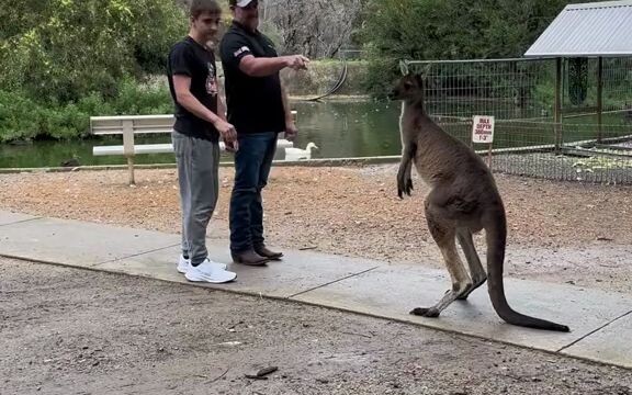 A kangaroo 🦘 is harassing tourists in the park, and a man steps in to try to chase it away...