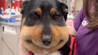 "Cats and dogs that play with bees never end well."