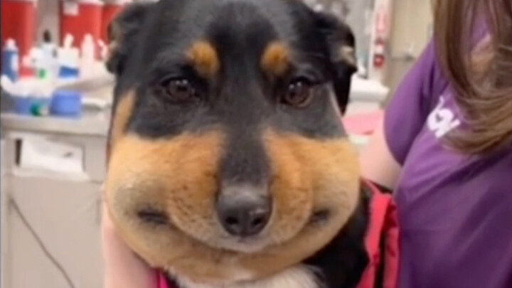 "Anjing dan kucing yang suka main-main dengan lebah tidak akan berakhir baik"