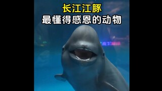 Yangtze River Porpoise, the most grateful animal in the world
