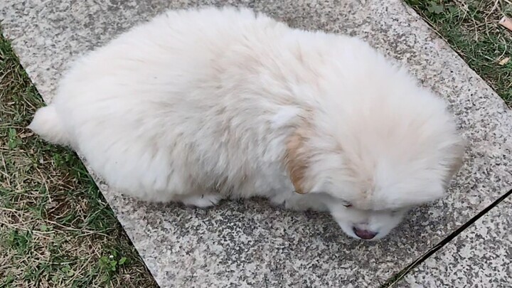 [Animals]Cute dogs raised by canteen staff